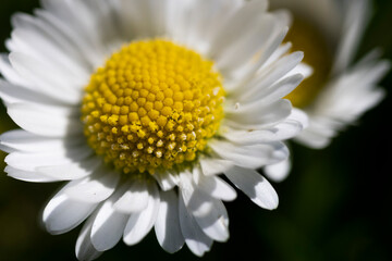 Daisy flower springtime petals yellow pollen macro