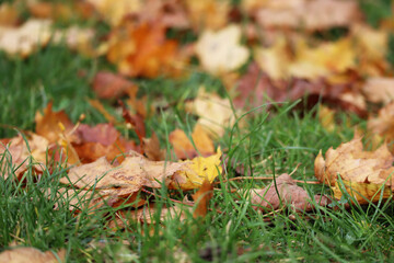 Autumn yellow and red maple leaves on green grass