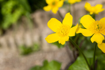 Obraz premium Buttercup flower yellow spring time pollen macro