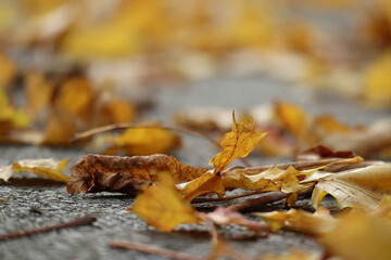 Autumn yellow and red maple leaves on gray pavement