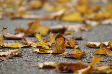 Autumn yellow and red maple leaves on gray pavement