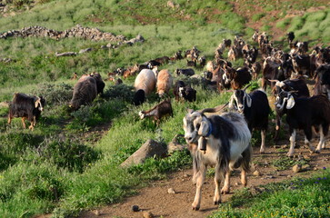 REBAÑO DE CABRAS
