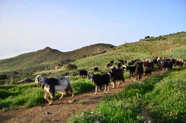 Fototapeta premium REBAÑO DE CABRAS
