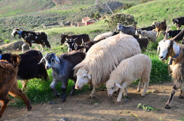 REBAÑO DE CABRAS