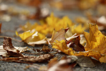 Autumn yellow and red maple leaves on gray pavement