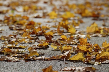 Autumn yellow and red maple leaves on gray pavement
