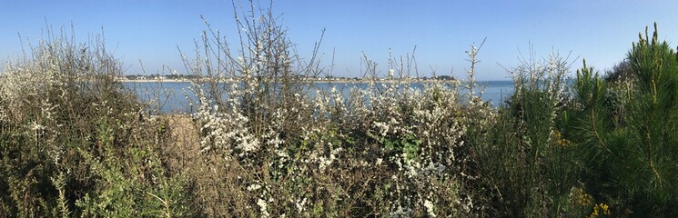 le long du sentier Bigouden en bord de mer à Combrit/Sainte-Marine Cornouaille Finistère Bretagne France	