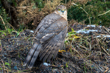 Sparrowhawk feeding on it's prey