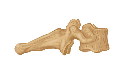 Seventh cervical vertebrae. Right side view. Human anatomy atlas