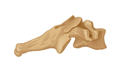 Sixth cervical vertebra. Right side view. Human anatomy atlas