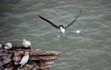 Black browed albatross gliding along the coastline