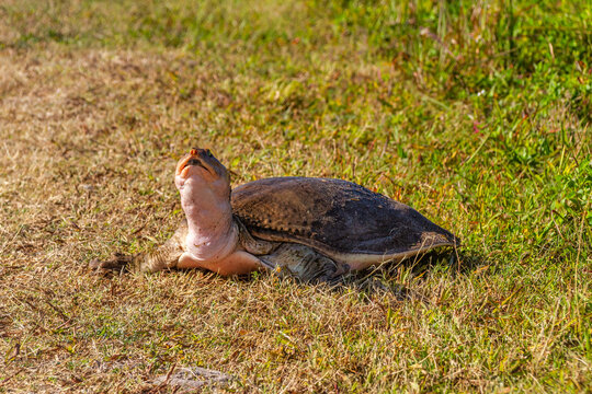 The Florida Softshell Turtle in the grass at Circle-B-Bar Reserve near Lakeland, Florida.