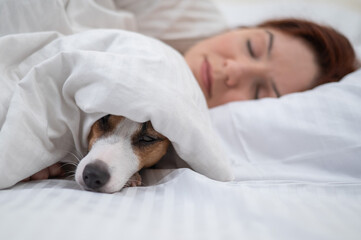 Jack Russell Terrier dog sleeps wrapped in a blanket next to his owner.