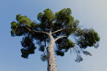 Well-defined texture of the bark of an imposing tree with its intense green needles. Mediterranean pine forest