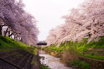 Saho-gawa River surrounded by Pink Sakura Tree in Nara, Japan, Spring View - 日本 奈良県 佐保川 桜 並木