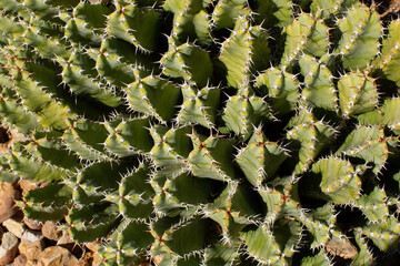 Resin Spurge cactus plant