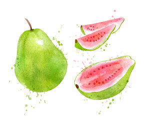 Watercolor vector illustration of Pink Guava 