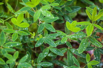 Fresh clover leaves with morning dew and water droplets