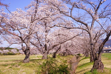 Fototapeta premium 日本 奈良 奈良公園 桜の花