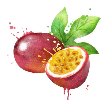 Watercolor vector illustration of passionfruit