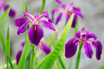 花菖蒲が咲いている風景