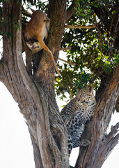 young leopard in a tree with prey, Masai mara, Kenya