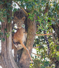 Obraz premium young leopard in a tree with prey, Masai mara, Kenya