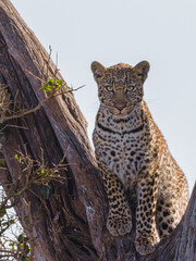 young leopard in a tree with prey, Masai mara, Kenya
