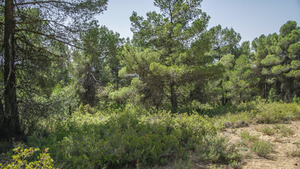 Bosque mediterráneo de pinos en su linde con Castilla La Mancha