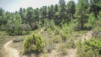 Bosque mediterráneo de pinos en su linde con Castilla La Mancha