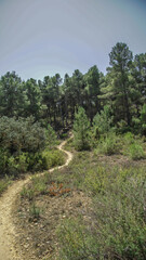 Sendas de los bosques mediterráneos para senderismo y  mountain bike