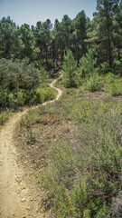 Fototapeta na wymiar Sendas de los bosques mediterráneos para senderismo y mountain bike