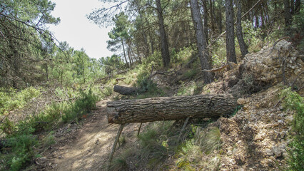 Sendas de los bosques mediterráneos para senderismo y  mountain bike