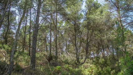 Bosque mediterráneo de pinos en su linde con Castilla La Mancha