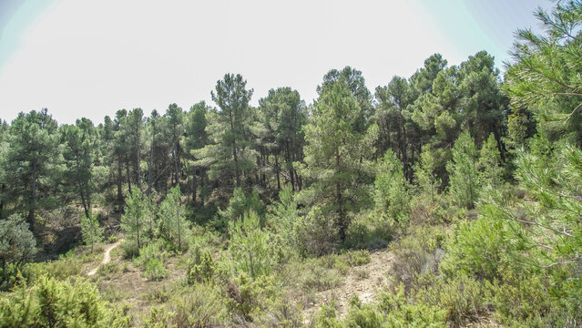 Bosque mediterr&aacute;neo de pinos en su linde con Castilla La Mancha