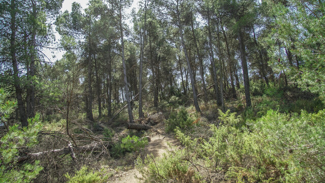 Bosque mediterr&aacute;neo de pinos en su linde con Castilla La Mancha
