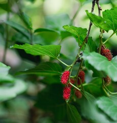 Close-up mulberry 