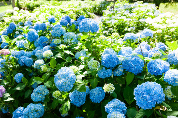 梅雨晴れの紫陽花