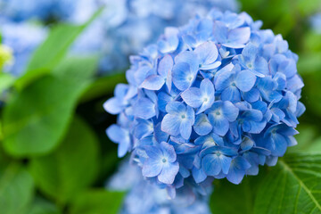 青いアジサイ花