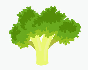 Vector illustration of a broccoli. Whole vegetable. Suitable for any designs and decorations related to organic food, vegetarian, vegan and garden.