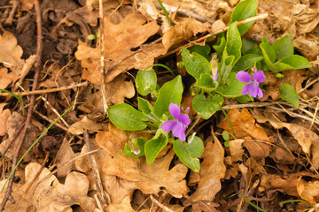 fragrant wild purple flowers. Dense thickets of a low, but fragrant fragrant flower. Small spring flower completely covering the spring forest glade, selective focus