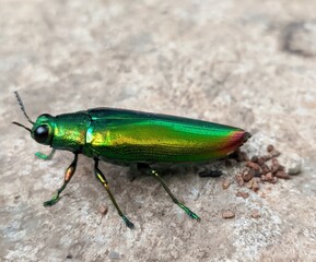 Green bug on the ground