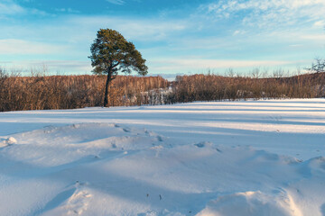 winter landscape with trees