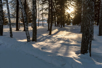 snow covered trees