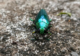 Green bug on the ground