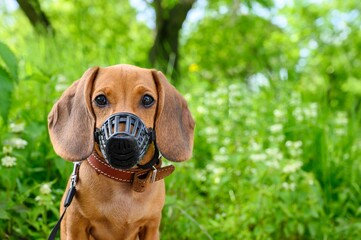 A young puppy of a dachshund dog in a plastic muzzle and on a leash walks on the street in sunny...
