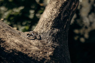 Golden wedding rings for brides close up. Macro photo. Details of the wedding day