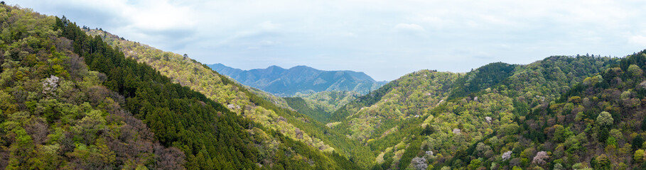 新緑の山のパノラマ風景
