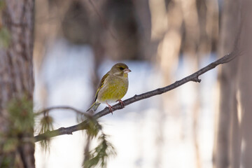 greenfinch bird sits on a tree branch in the forest on a sunny day