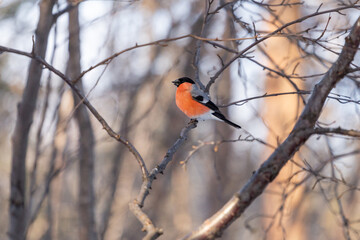a bullfinch with a red breast sits on a tree branch in a spring forest
